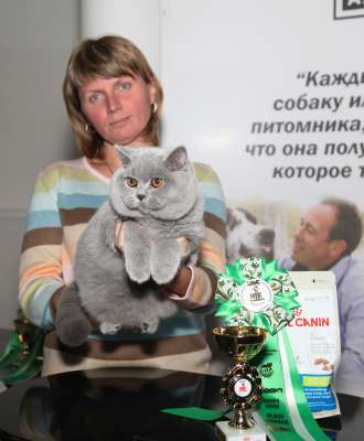 Выставка кошек 'Осенний Кэт-Салон' 30 ноября-1 декабря 2013., монопородные шоу 2277